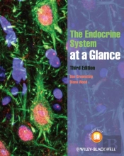 Endocrine System At A Glance