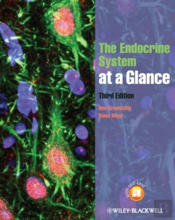 Bertrand.pt - Endocrine System At A Glance