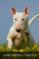 English Bull Terrier
