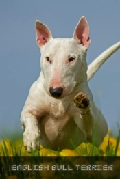 English Bull Terrier