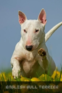 Bertrand.pt - English Bull Terrier