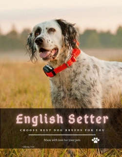 Bertrand.pt - English Setter