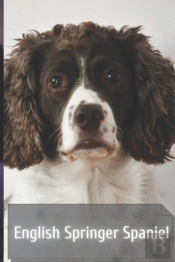 English Springer Spaniel