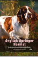 English Springer Spaniel