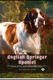 English Springer Spaniel