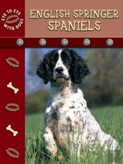 Bertrand.pt - English Springer Spaniels