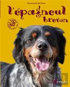 Epagneul Breton (L )