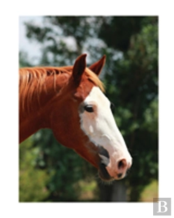 Bertrand.pt - Equine Journal