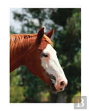 Equine Journal