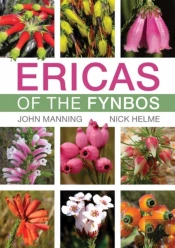Ericas Of The Fynbos