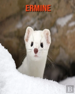 Bertrand.pt - Ermine