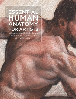 Bertrand.pt - Essential Human Anatomy For Artists