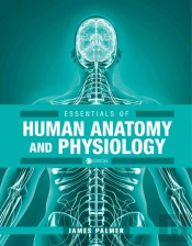 Essentials Of Human Anatomy And Physiology