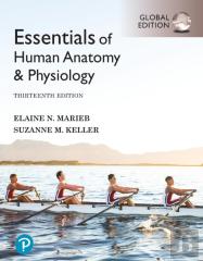 Essentials Of Human Anatomy & Physiology, Global Edition