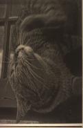 Estampa - Gato