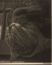 Estampa - Gato