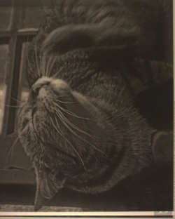 Bertrand.pt - Estampa - Gato