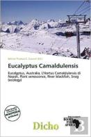 Eucalyptus Camaldulensis