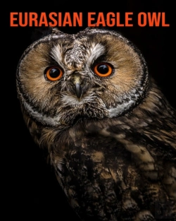 Bertrand.pt - Eurasian Eagle Owl