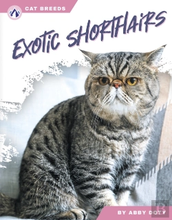 Bertrand.pt - Exotic Shorthairs