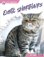Exotic Shorthairs