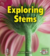 Exploring Stems