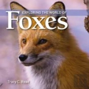 Exploring The World Of Foxes