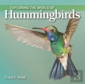 Exploring The World Of Hummingbirds