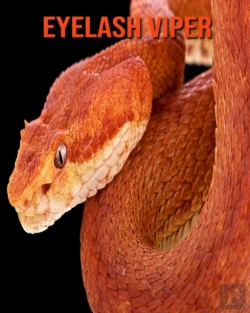 Bertrand.pt - Eyelash Viper