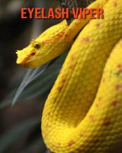 Eyelash Viper