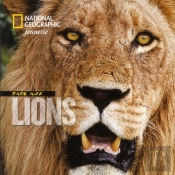 Face Aux Lions