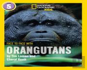 Face To Face With Orangutans