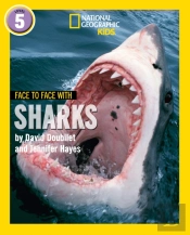 Face To Face With Sharks