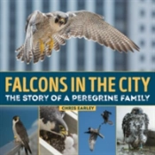 Falcons In The City