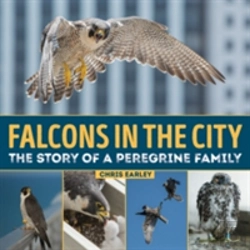 Bertrand.pt - Falcons In The City