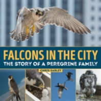 Falcons In The City