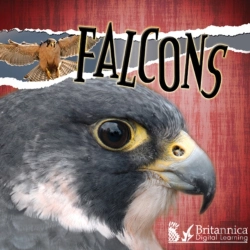 Bertrand.pt - Falcons