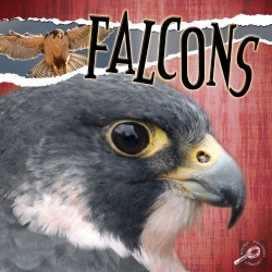 Bertrand.pt - Falcons