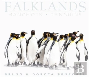 Falklands ; Manchots - Penguins