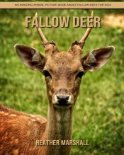 Fallow Deer