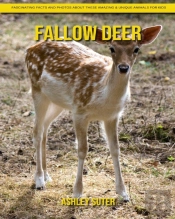 Fallow Deer