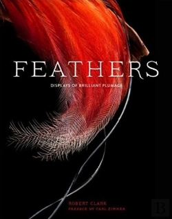Bertrand.pt - Feathers