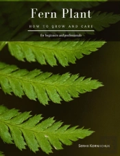 Fern Plant