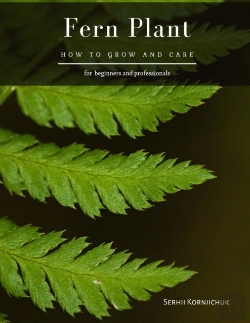 Bertrand.pt - Fern Plant