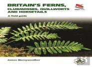 Ferns
