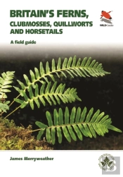 Ferns