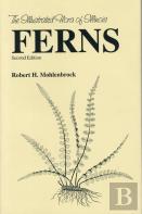 Ferns