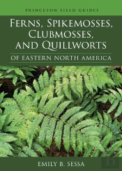 Ferns, Spikemosses, Clubmosses, And Quillworts Of Eastern North America