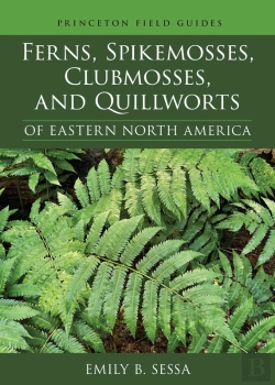 Bertrand.pt - Ferns, Spikemosses, Clubmosses, And Quillworts Of Eastern North America