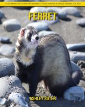 Ferret